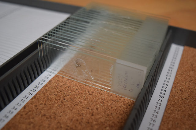 Microscope slides with building materials including asbestos in a slide holding tray